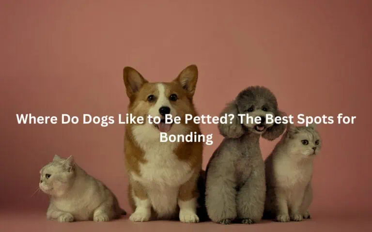 Where Do Dogs Like to Be Petted? The Best Spots for Bonding