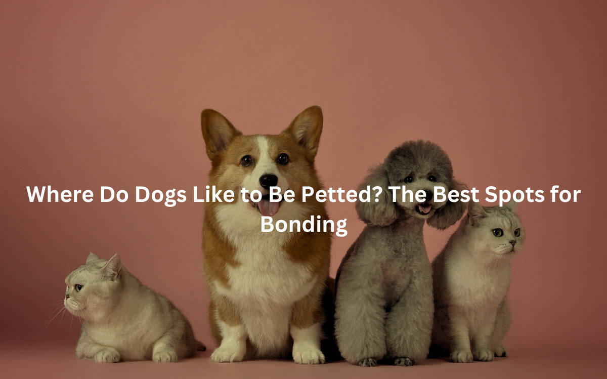 A group of furry pets - a dog, a cat, and a poodle-like dog - sitting together.