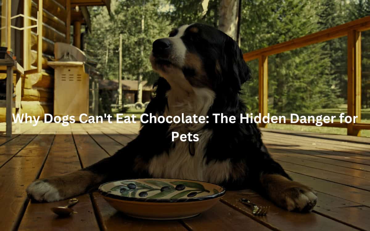 A black and white dog sitting on a wooden deck, looking longingly at a plate of food.